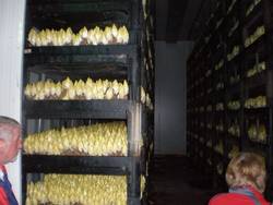 Chicoree-Produktionsanlage
Wanderer des TK-Nied unterwegs Chicoree-Produktionsanlage
Wanderer des TK-Nied unterwegs