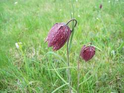 Schachblume (Fritillaria meleagris)
Burgruine Homburg Schachblume (Fritillaria meleagris)
Burgruine Homburg