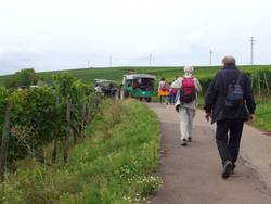 Wandergruppe in den Weinbergen Wandergruppe in den Weinbergen
